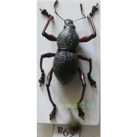 Metapocyrtus samarensis Schultze, 1925 male Philippines69a